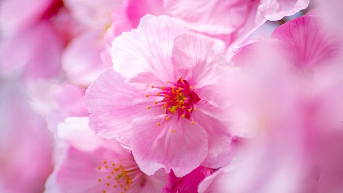 Cherry blossom desktop wallpaper in HD 1080p