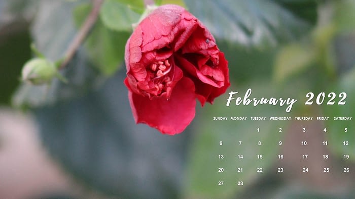 february desktop wallpaper 2022 floral rose calendar