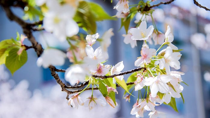 cherry blossom after winter laptop desktop background wallpaper
