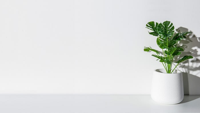 white wall with green plant minimalist clean background