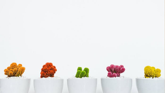 minimalist white wall plain zoom virtual background with plant