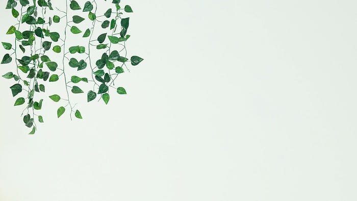 simple wall minimalist virtual meeting image with plant