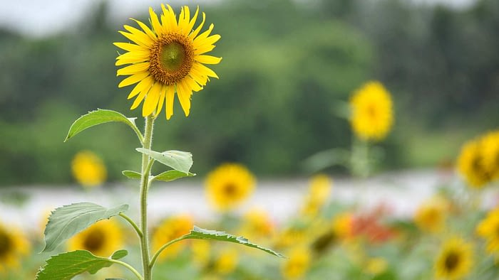 sunflower zoom background